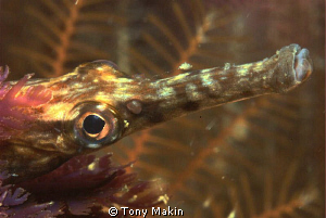 Long nosed pipefish by Tony Makin 